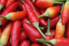 7th August To 22nd September 2013 - Chillies, Plums And Children